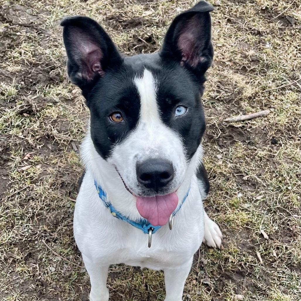 Enlarge Nettie, a Adoptable mixed breed in Deerfield, IL image 3/5