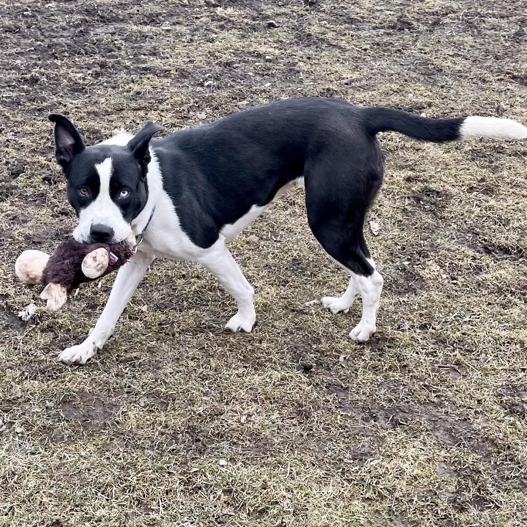 Enlarge Nettie, a Adoptable mixed breed in Deerfield, IL image 5/5