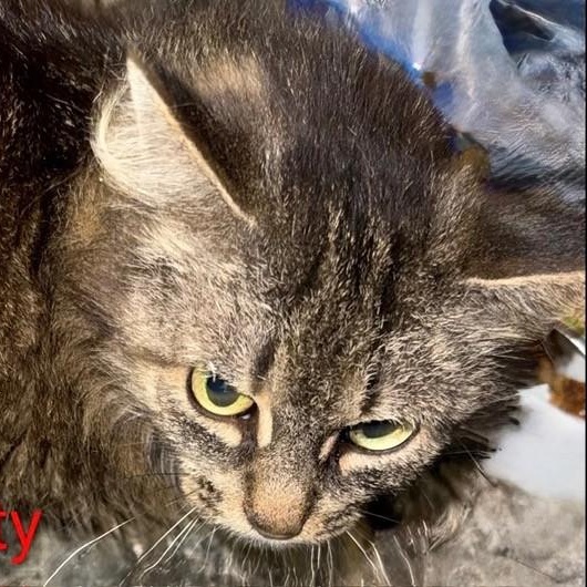 Matty, a ADOPTABLE Domestic Medium Hair in Westland, MI image 3/3