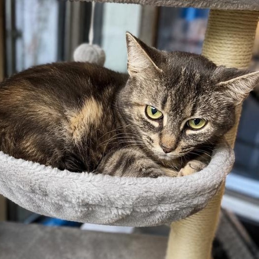 Matty, a ADOPTABLE Domestic Medium Hair in Westland, MI image 2/3