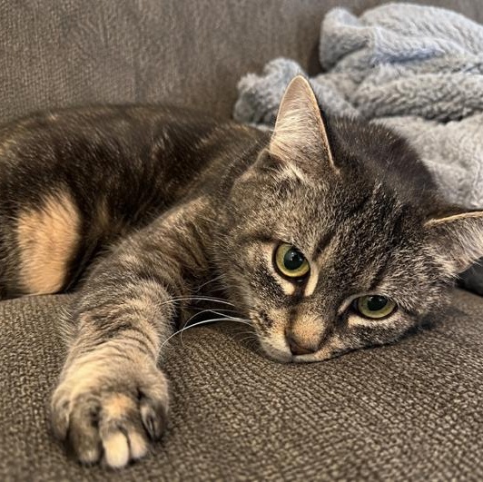 Matty, ADOPTABLE, Adult Female Domestic Medium Hair.
