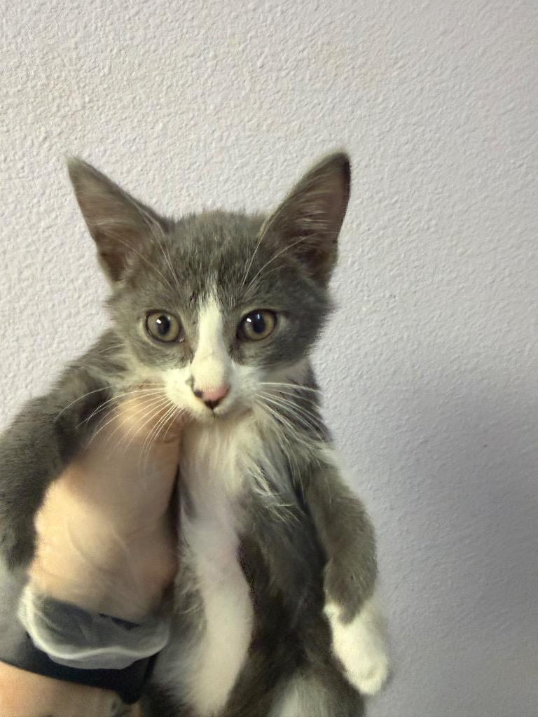 Bloo, Adoptable, Kitten Male Domestic Short Hair.