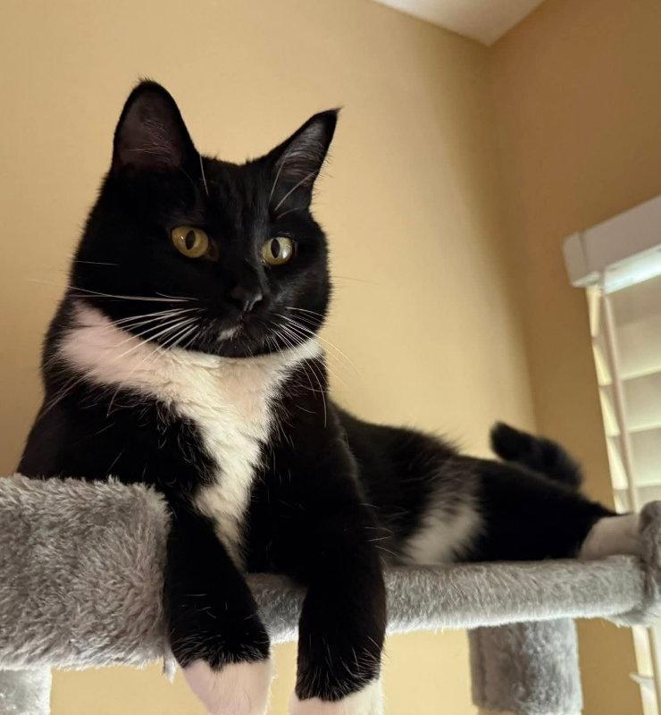 Enlarge Marshmallow, a Adopted Tuxedo in Knoxville, TN image 1/3