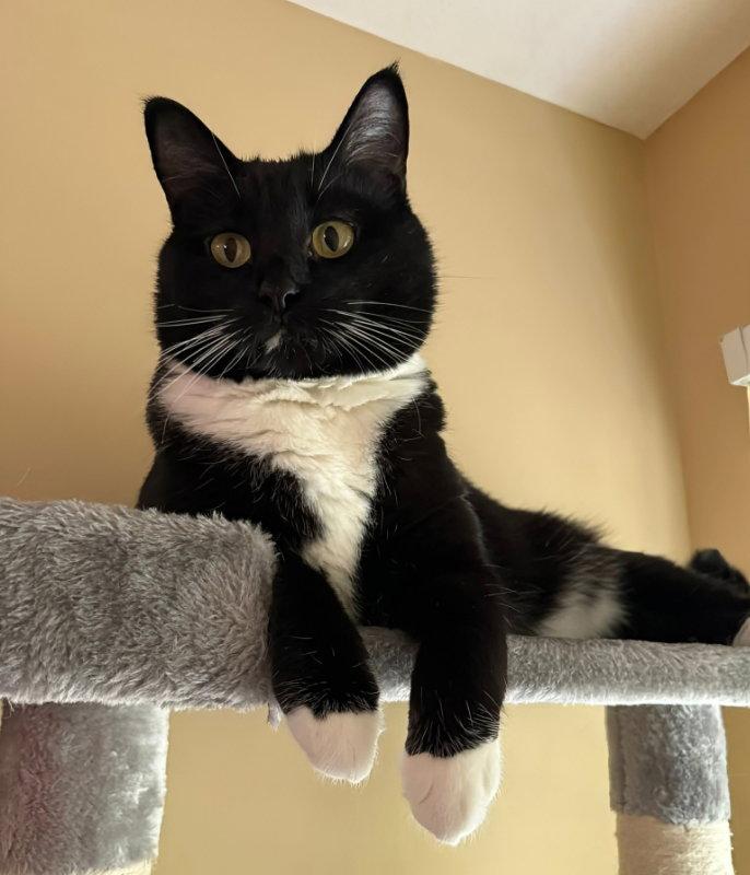 Enlarge Marshmallow, a Adopted Tuxedo in Knoxville, TN image 2/3
