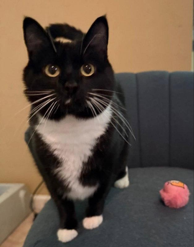 Enlarge Marshmallow, a Adopted Tuxedo in Knoxville, TN image 3/3