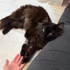 Enlarge Cosmo, a Adoptable Domestic Long Hair in Pacifica, CA image 2/5