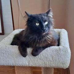 Enlarge Cosmo, a Adoptable Domestic Long Hair in Pacifica, CA image 3/5