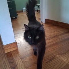 Enlarge Cosmo, a Adoptable Domestic Long Hair in Pacifica, CA image 4/5