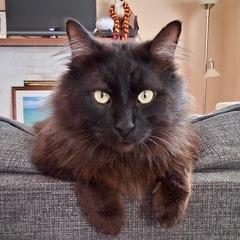 Enlarge Cosmo, a Adoptable Domestic Long Hair in Pacifica, CA image 5/5