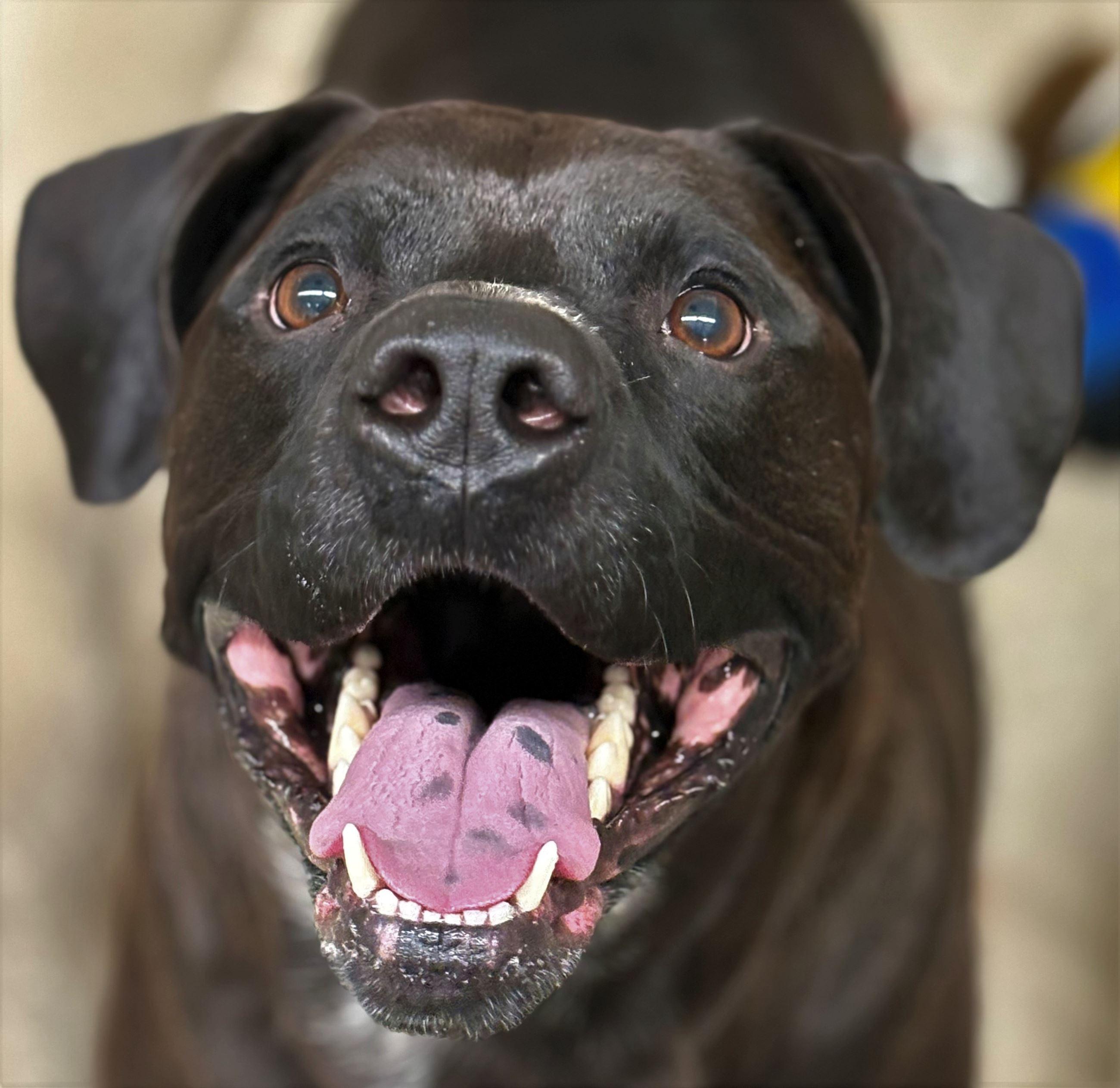 Enlarge Koal, an adopted mixed breed in Iowa City, IA image 3/3