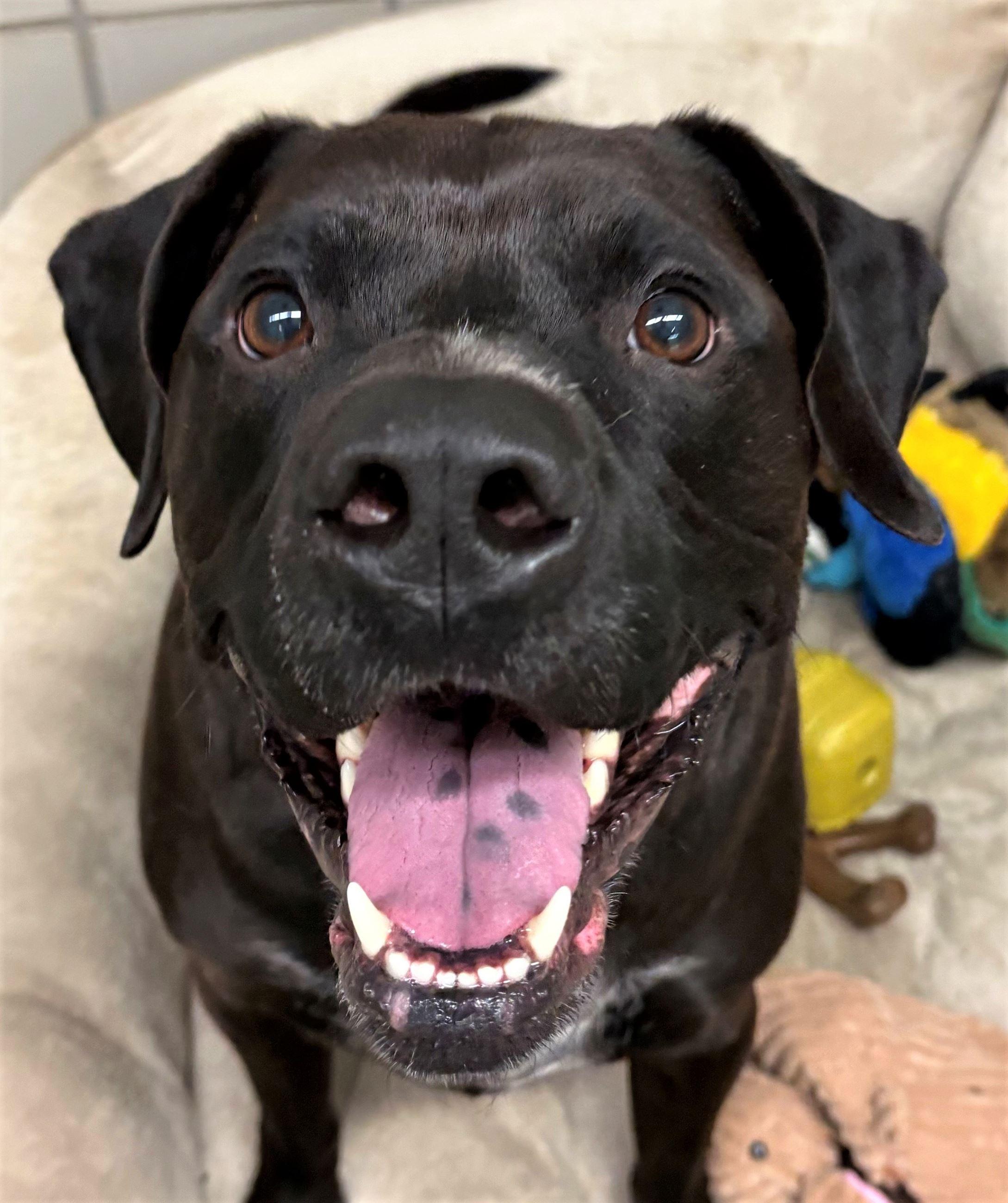 Enlarge Koal, an adopted mixed breed in Iowa City, IA image 1/3