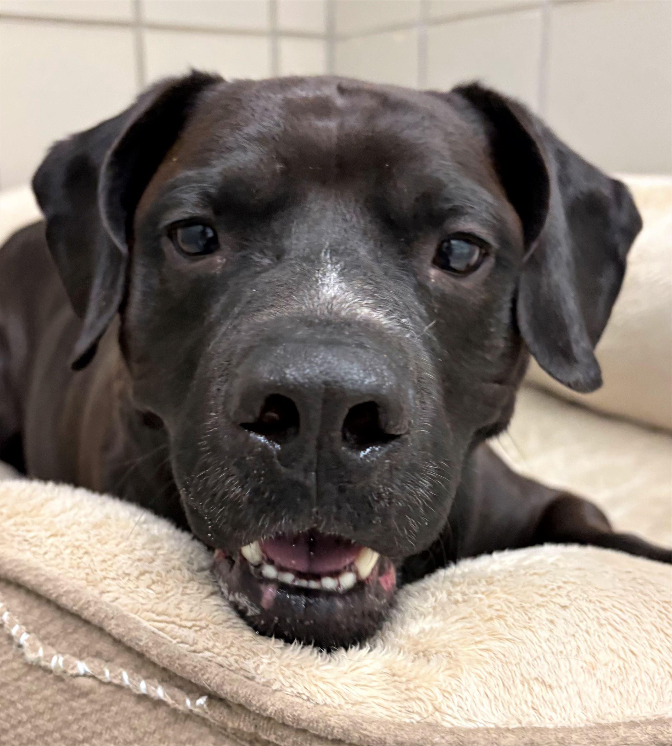 Enlarge Koal, an adopted mixed breed in Iowa City, IA image 2/3