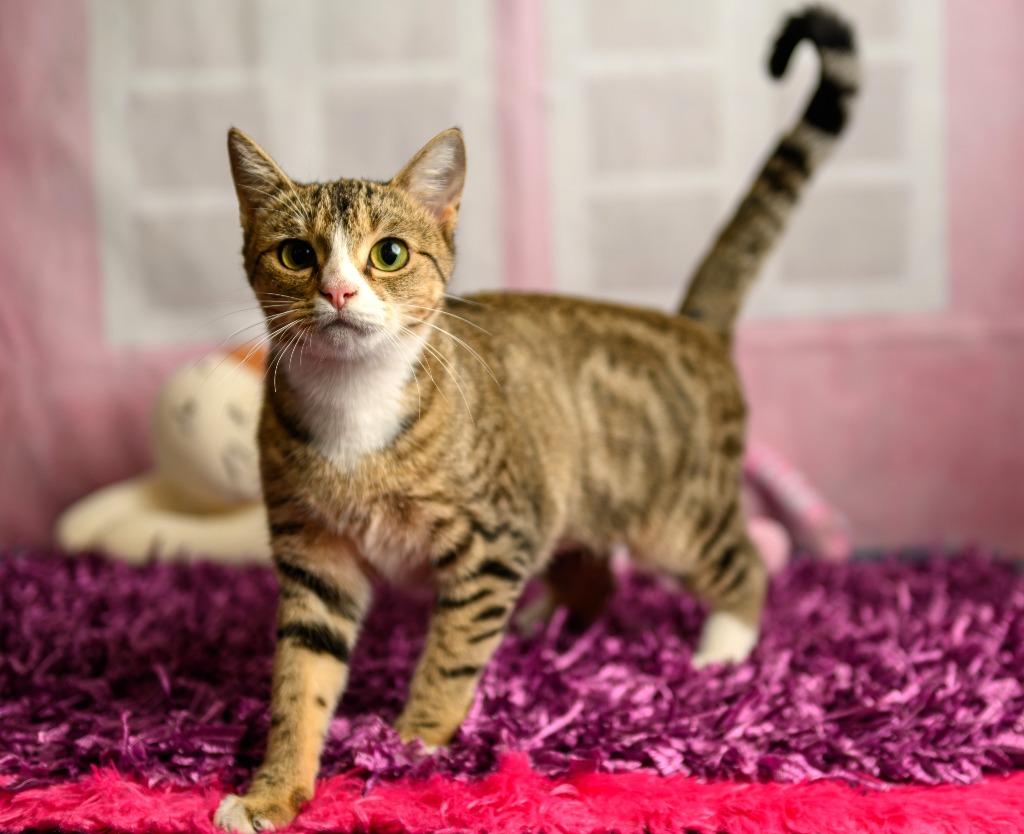 Enlarge Gypsy, a Adoptable mixed breed in Roanoke, TX image 2/3