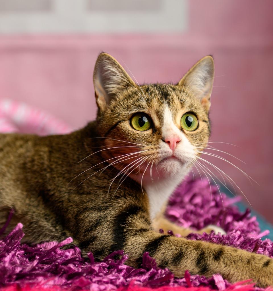 Enlarge Gypsy, a Adoptable mixed breed in Roanoke, TX image 3/3