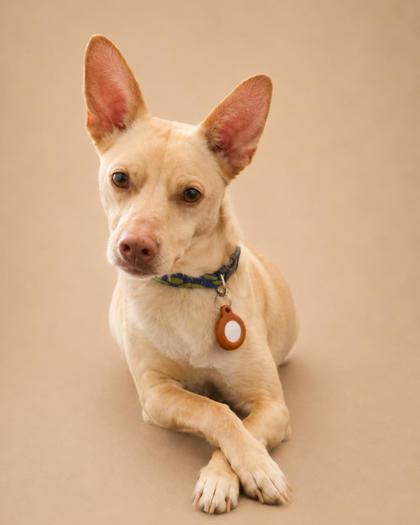 Dingo, Adoptable, Puppy Male Basenji & Labrador Retriever.