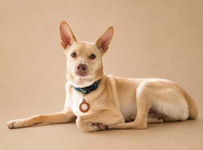 Dingo, a Adoptable mixed breed in Cumming, GA image 2/3