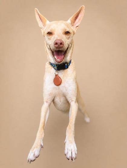 Dingo, a Adoptable mixed breed in Cumming, GA image 3/3