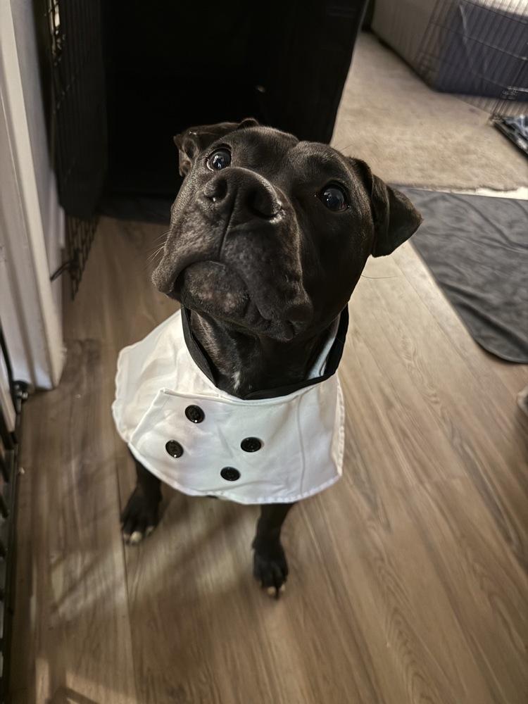 Sunny, a Adoptable mixed breed in Xenia, OH image 4/5