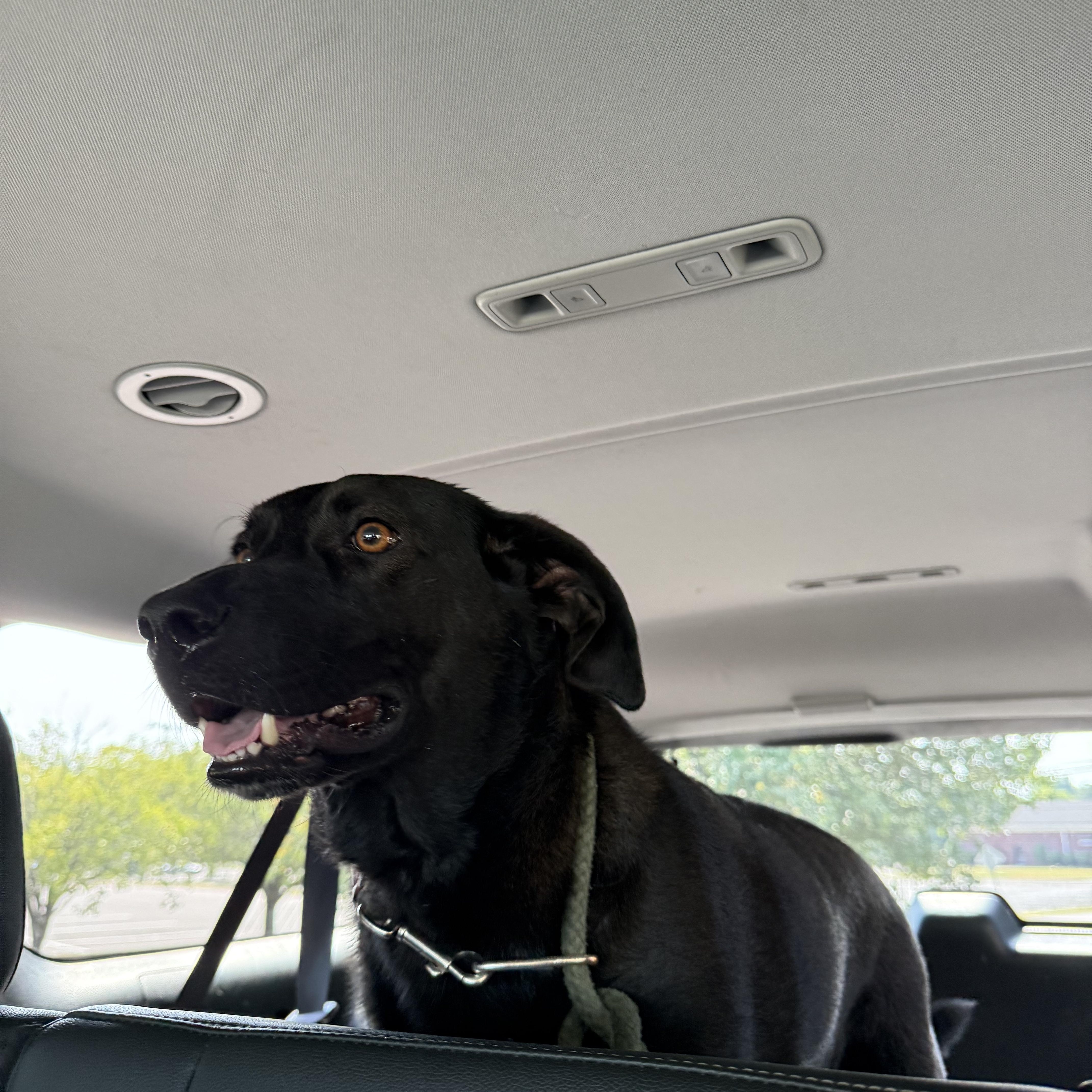 Enlarge Goose, a Adoptable Black Labrador Retriever in Hendersonville, TN image 1/1