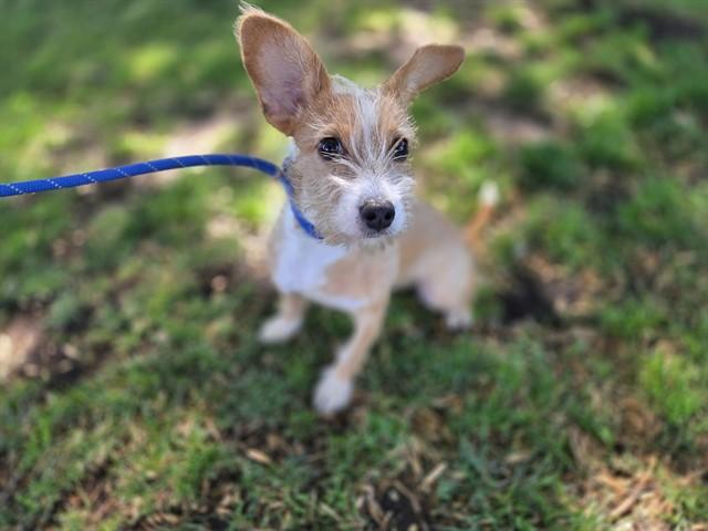 TUMERIC, Adoptable, Young Male Terrier.
