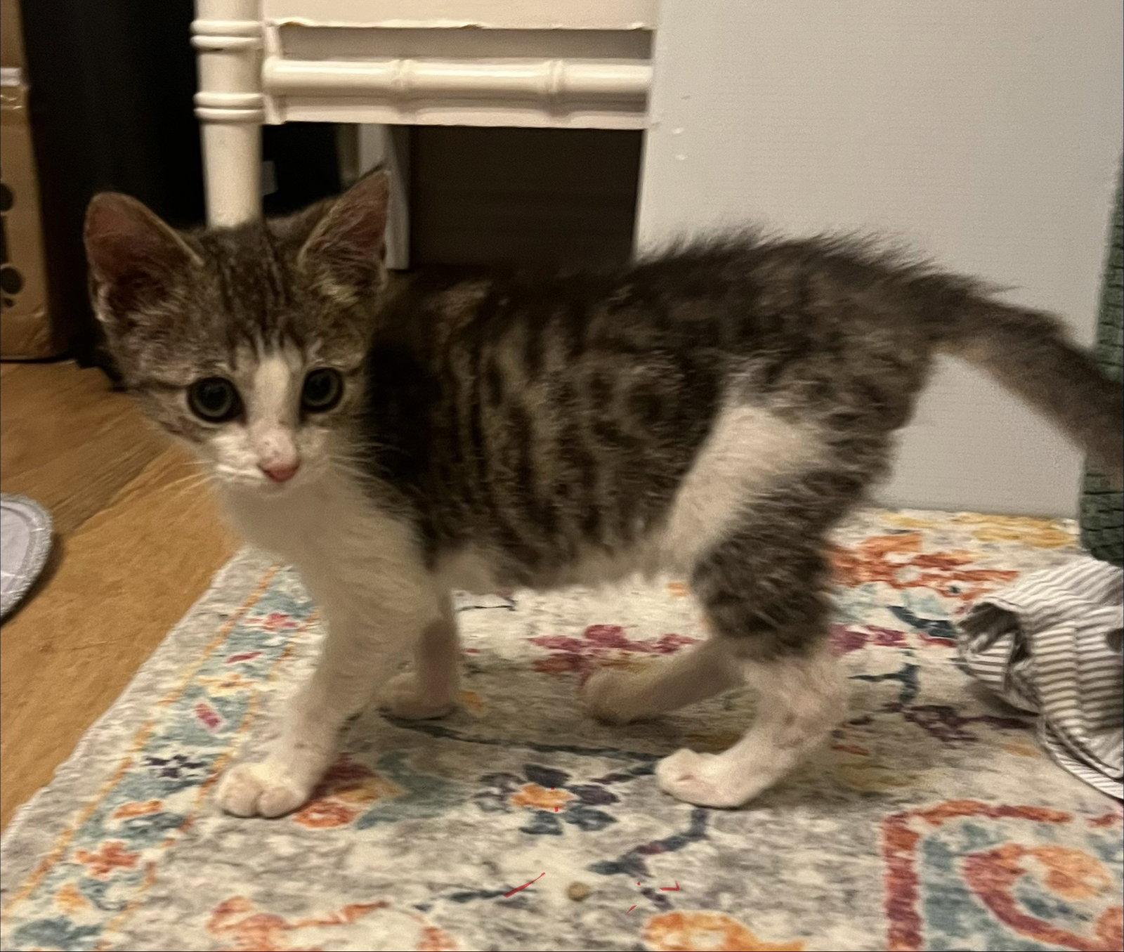 Enlarge Rusty, a Adopted Domestic Short Hair in Rowlett, TX image 1/3