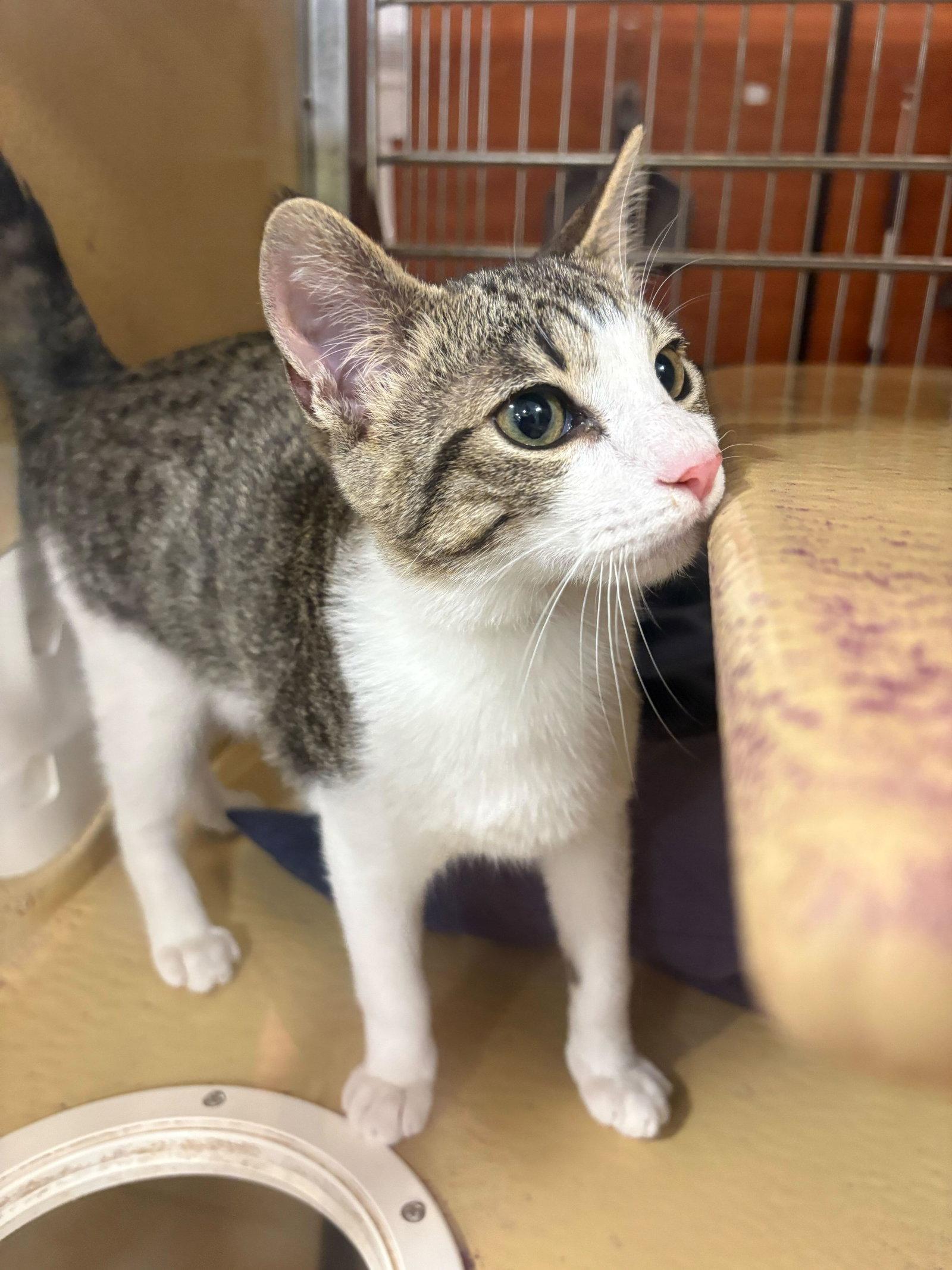 Enlarge Rusty, a Adopted Domestic Short Hair in Rowlett, TX image 2/3