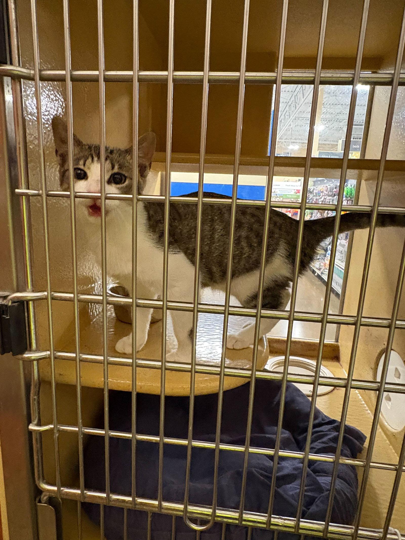 Enlarge Rusty, a Adopted Domestic Short Hair in Rowlett, TX image 3/3