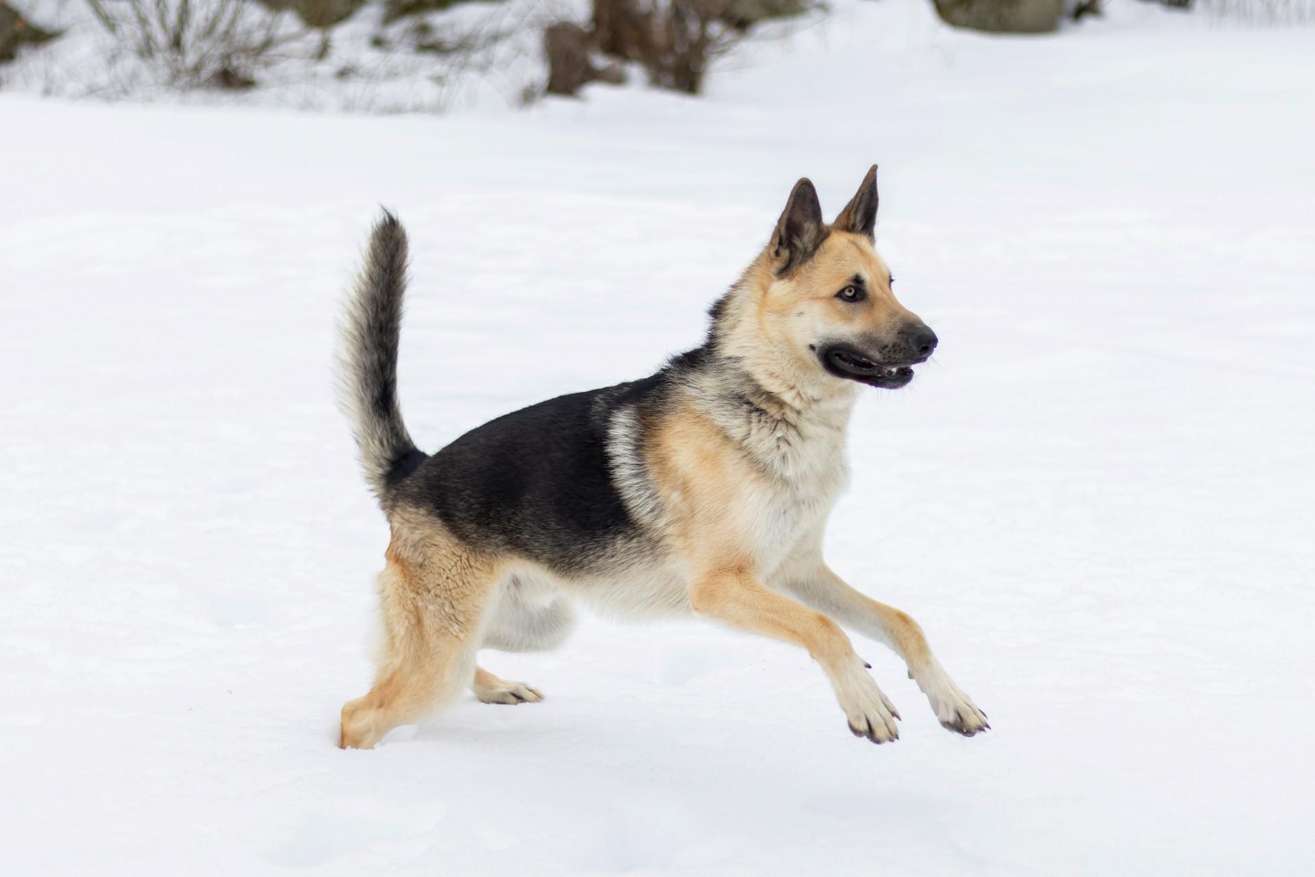 Enlarge King, a ADOPTABLE German Shepherd Dog in Wayland, MA image 6/6