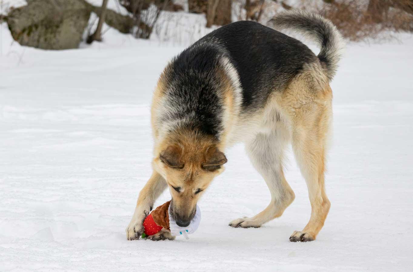 Enlarge King, a ADOPTABLE German Shepherd Dog in Wayland, MA image 5/6