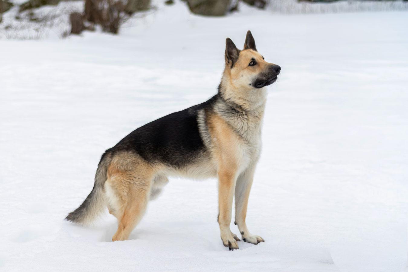 Enlarge King, a ADOPTABLE German Shepherd Dog in Wayland, MA image 2/6