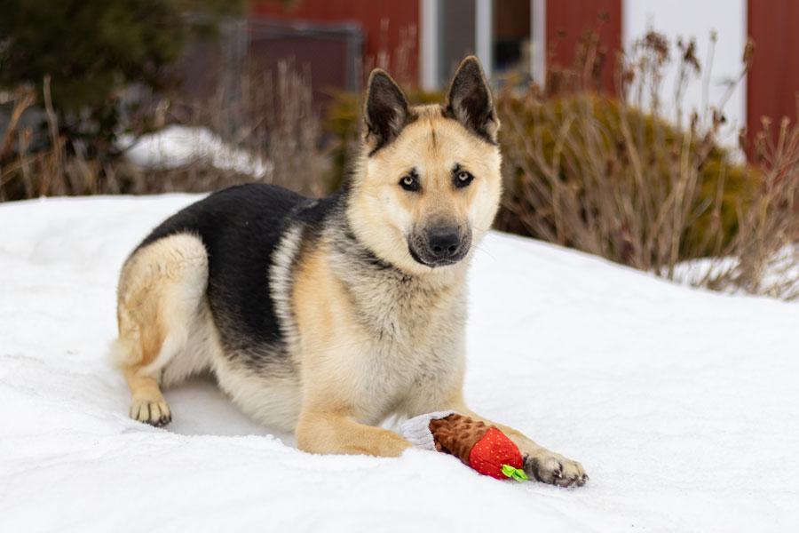 Enlarge King, a ADOPTABLE German Shepherd Dog in Wayland, MA image 3/6