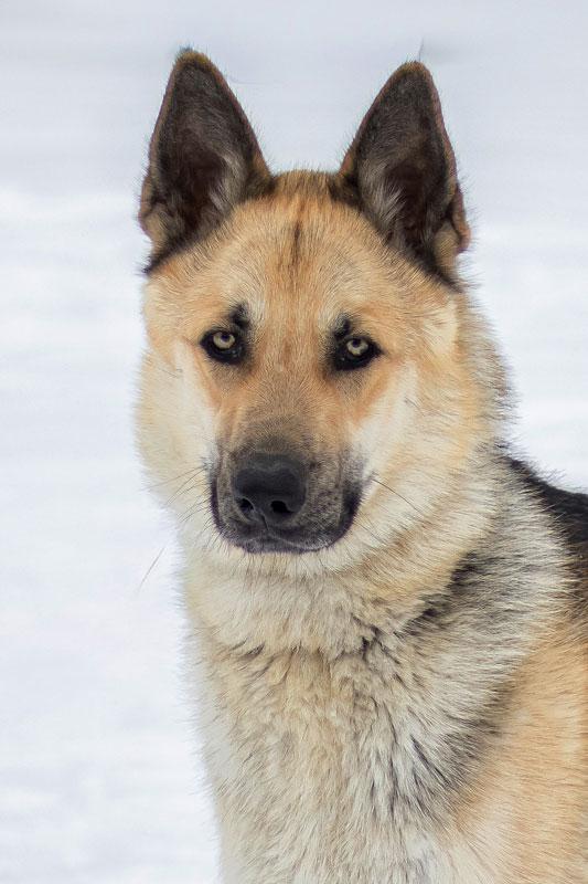 Enlarge King, a ADOPTABLE German Shepherd Dog in Wayland, MA image 4/6