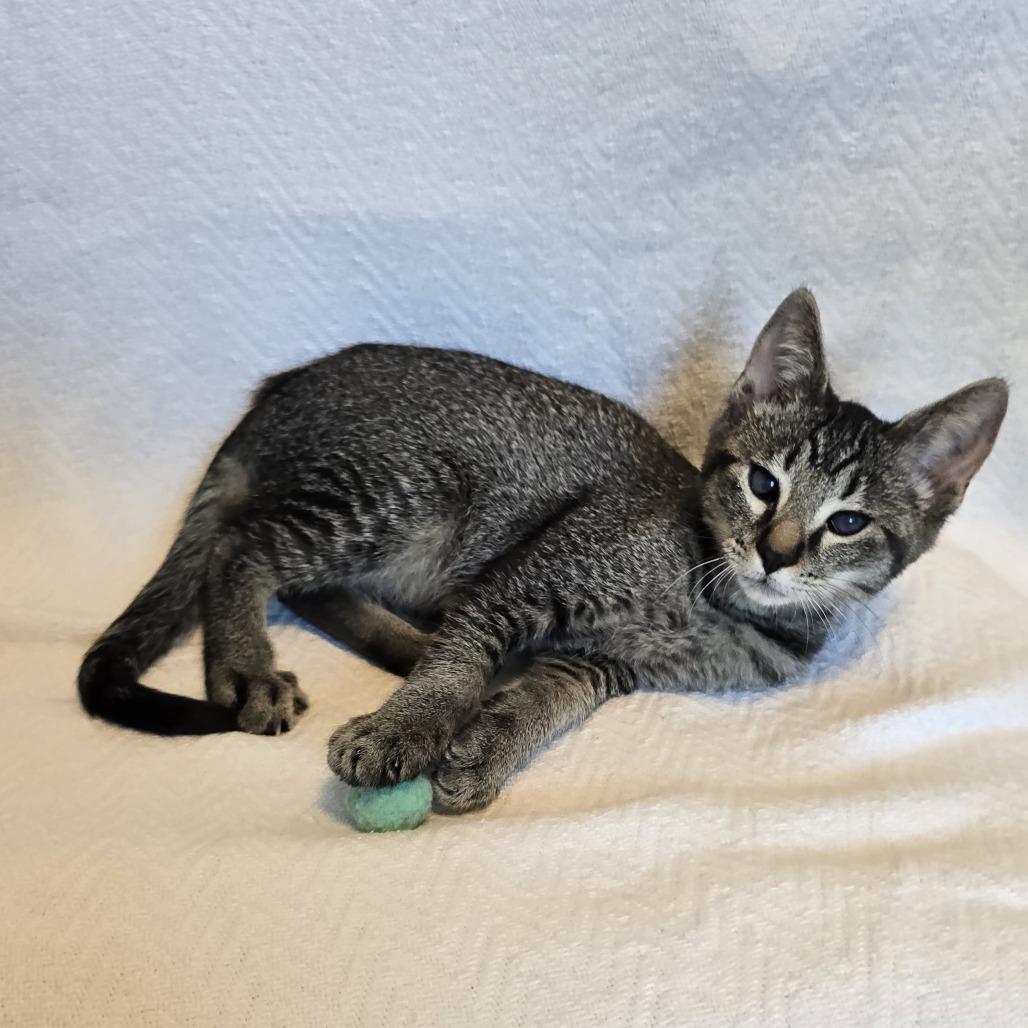 Gibbs, Adoptable, Kitten Male Domestic Short Hair.