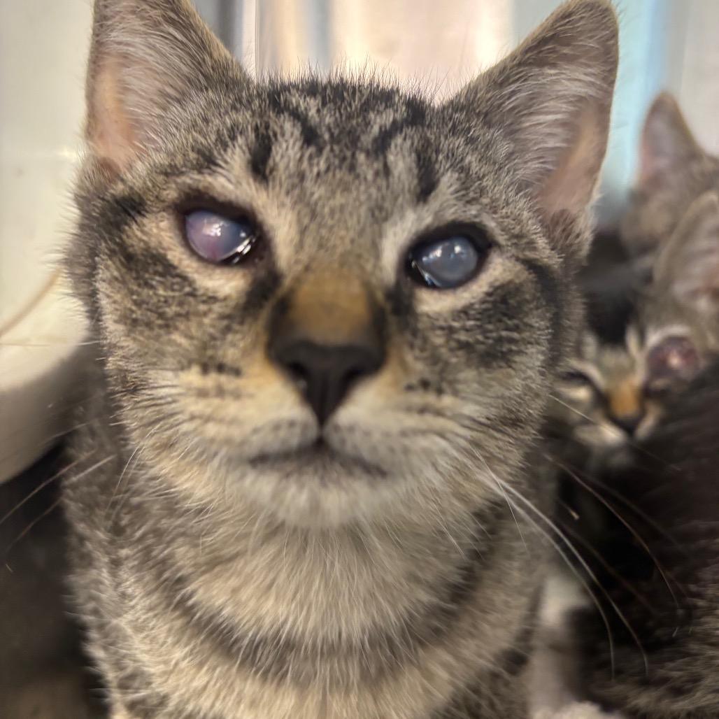 Gibbs, a Adoptable Domestic Short Hair in Washington Township, OH image 2/6