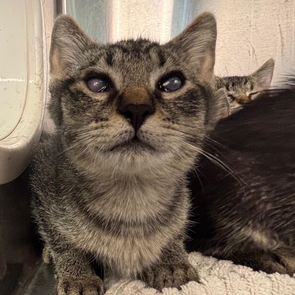 Gibbs, a Adoptable Domestic Short Hair in Washington Township, OH image 3/6