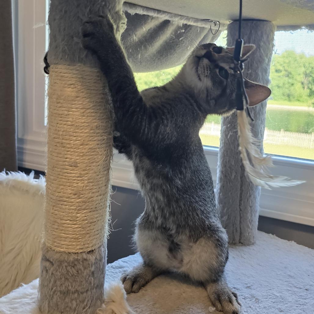Gibbs, a Adoptable Domestic Short Hair in Washington Township, OH image 4/6