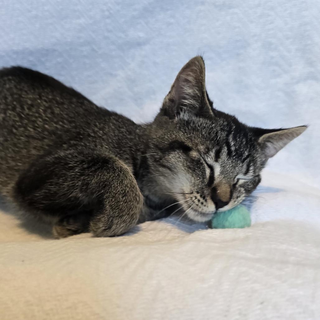 Gibbs, a Adoptable Domestic Short Hair in Washington Township, OH image 5/6