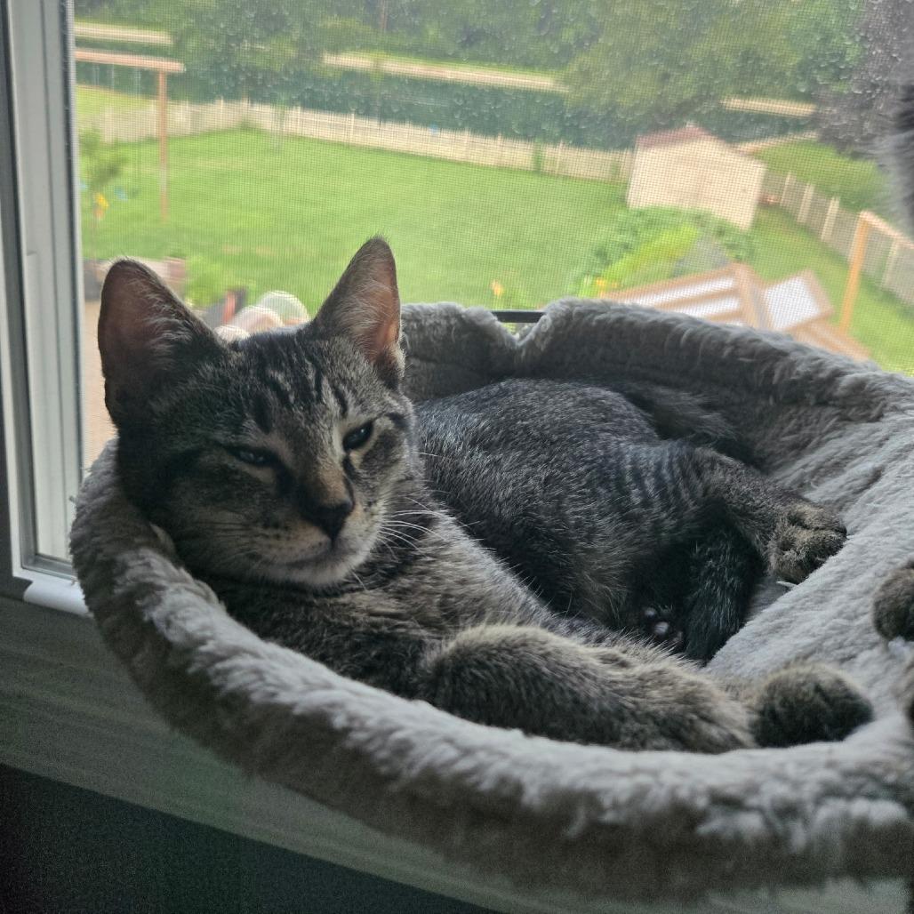 Gibbs, a Adoptable Domestic Short Hair in Washington Township, OH image 6/6
