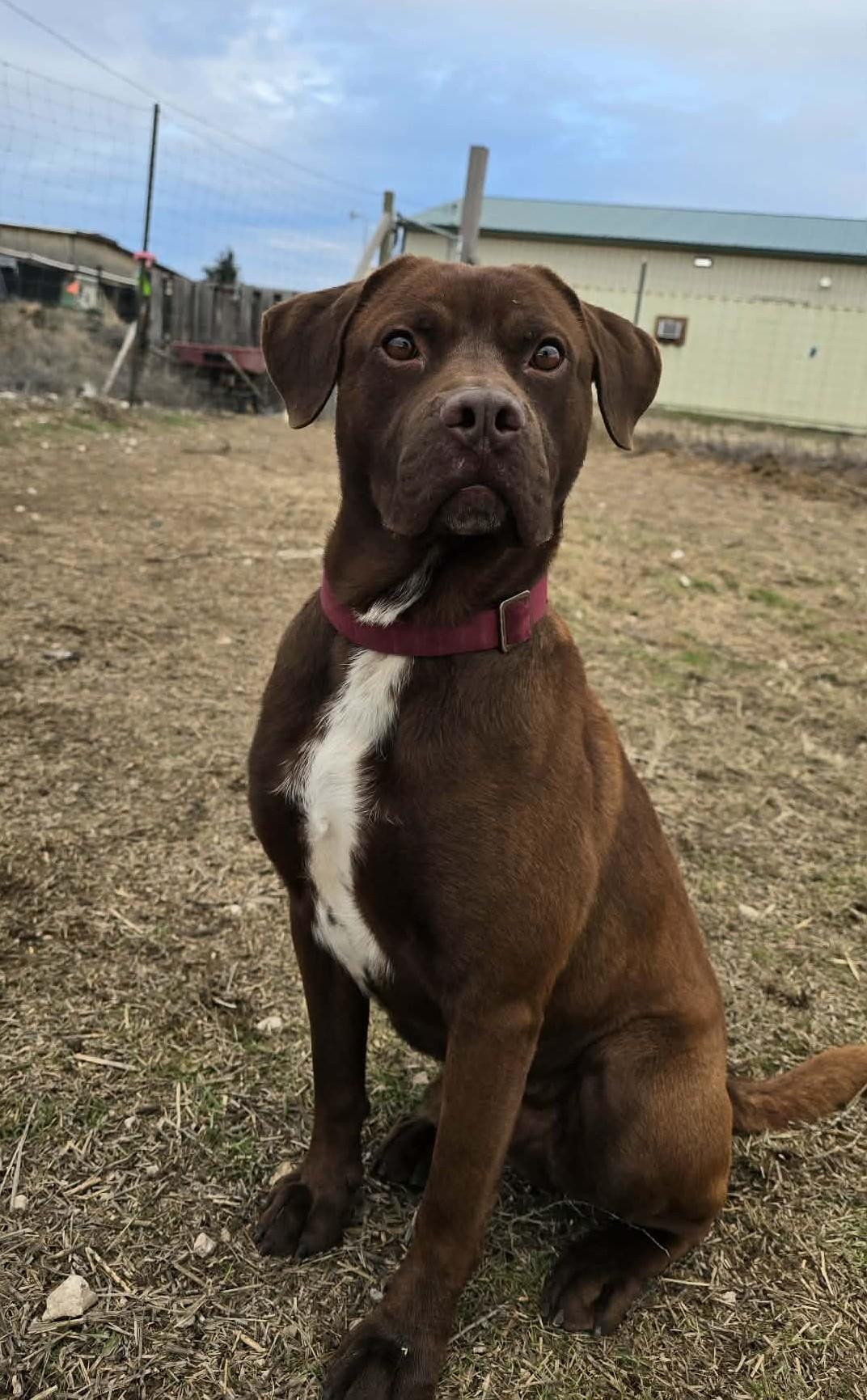 Enlarge Kefir, a Adoptable mixed breed in Othello, WA image 4/6
