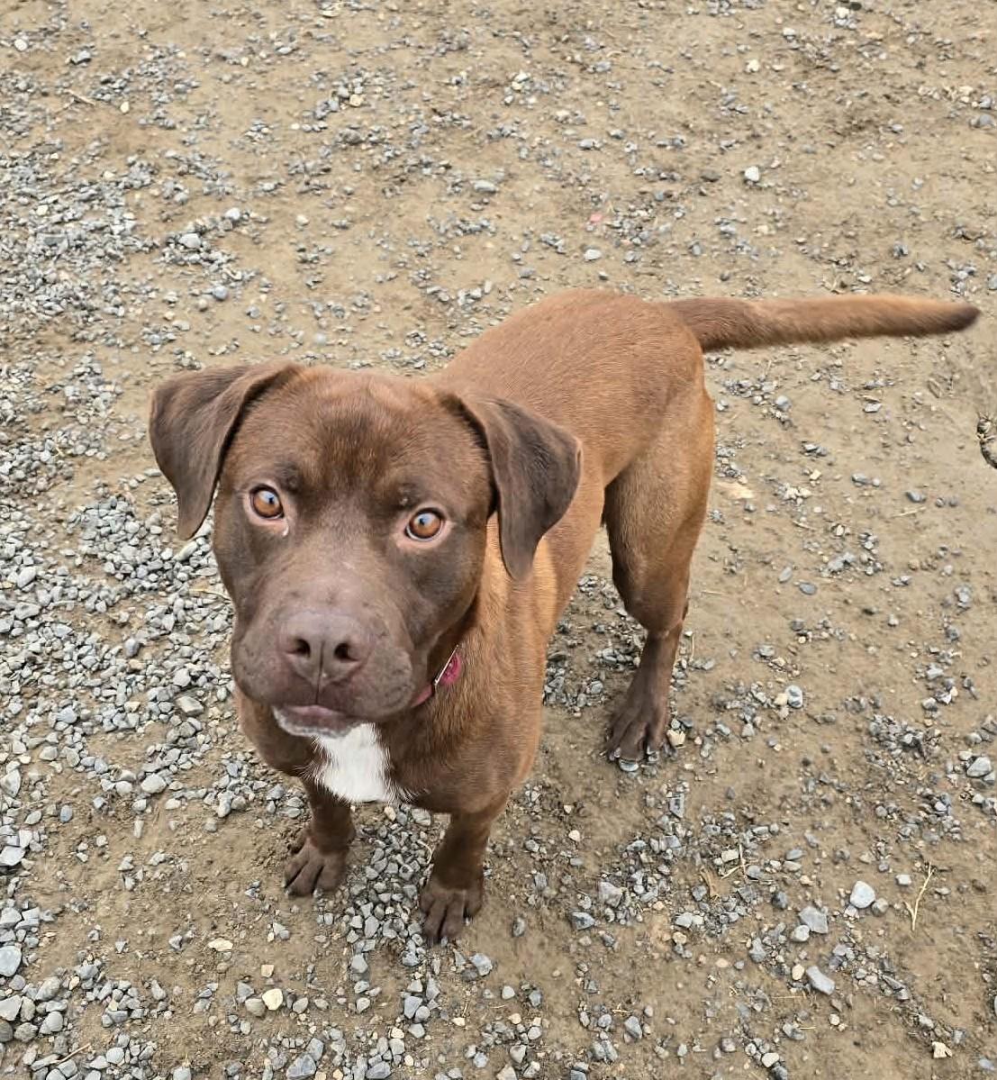 Enlarge Kefir, a Adoptable mixed breed in Othello, WA image 1/4