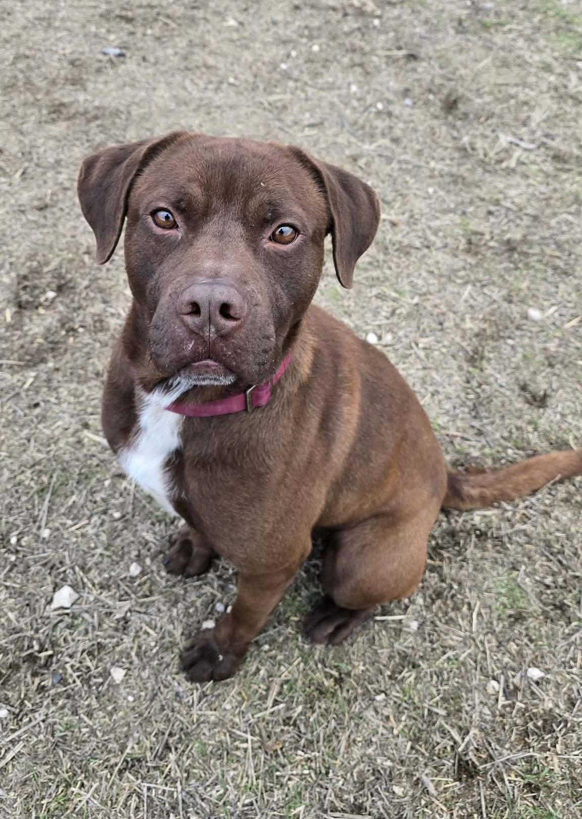 Enlarge Kefir, a Adoptable mixed breed in Othello, WA image 2/6