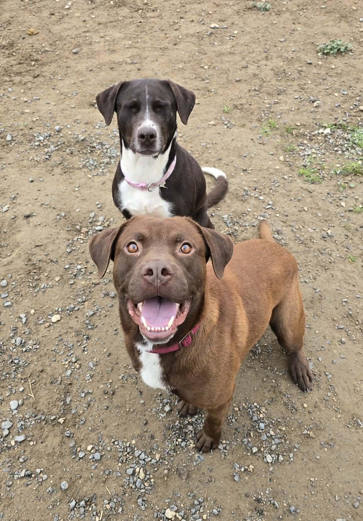 Enlarge Kefir, a Adoptable mixed breed in Othello, WA image 3/4