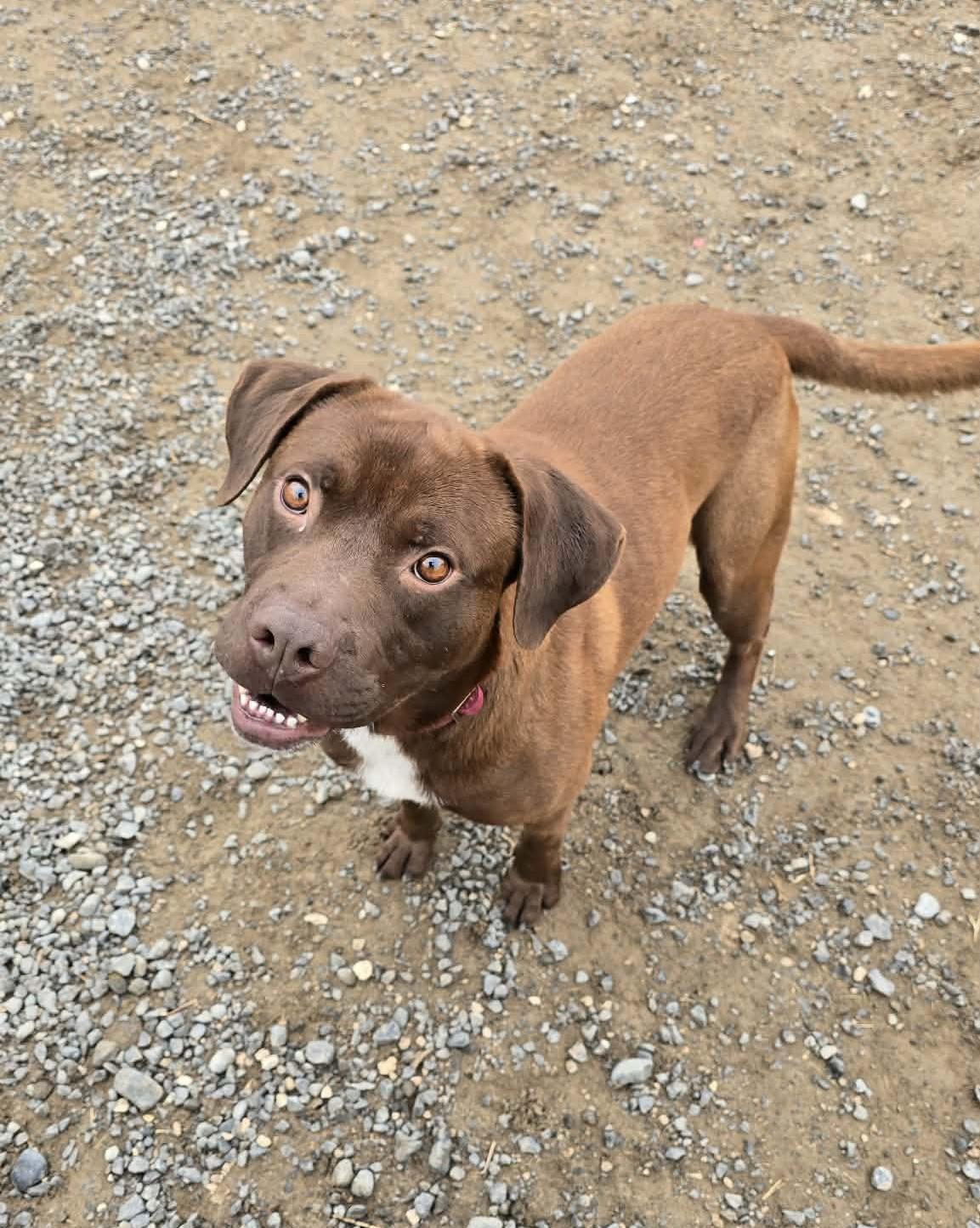 Enlarge Kefir, a Adoptable mixed breed in Othello, WA image 4/4
