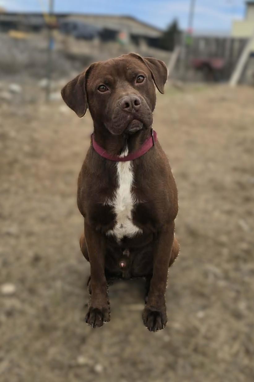 Kefir, Adoptable, Adult Male Mixed Breed.