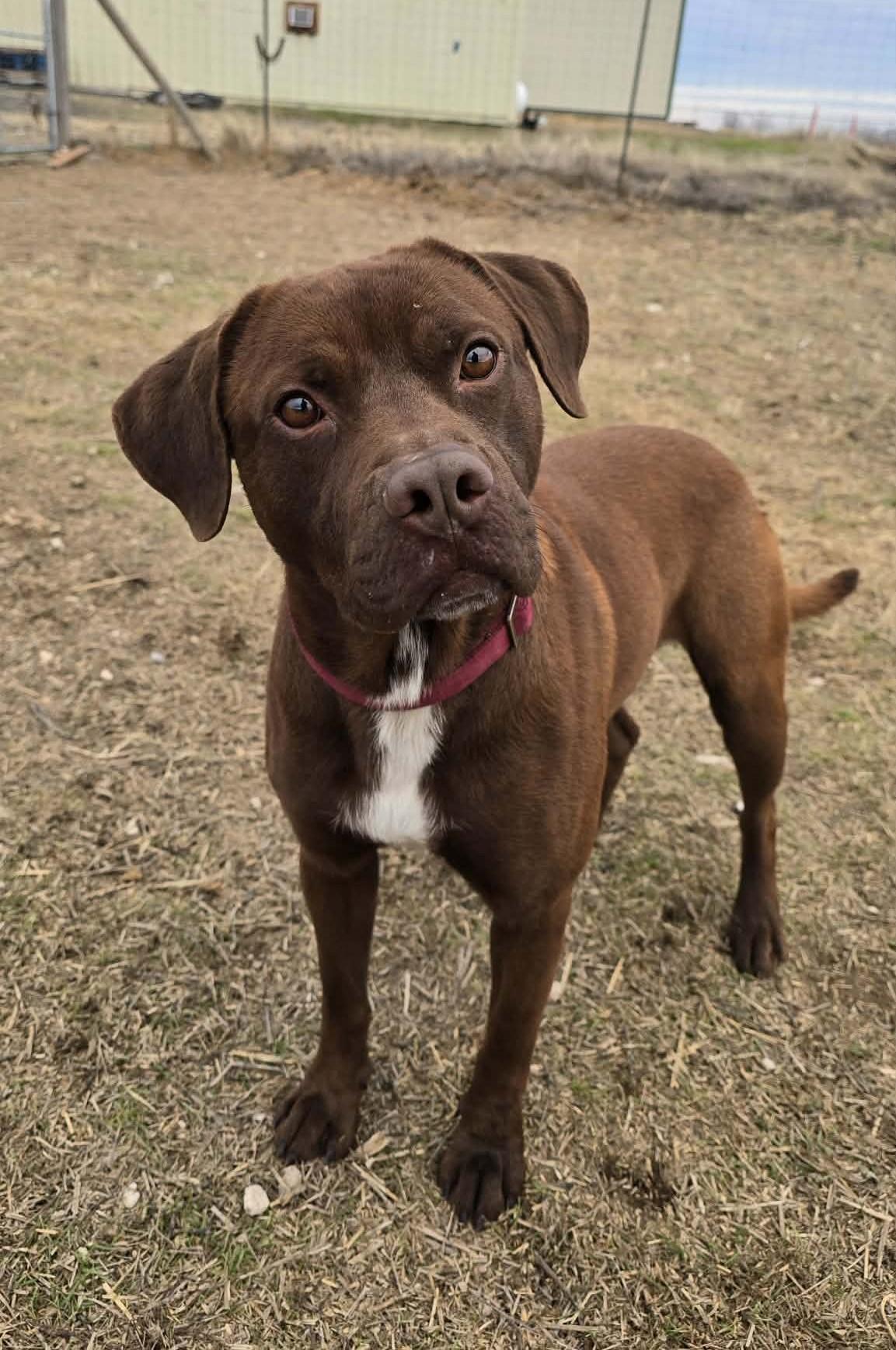 Enlarge Kefir, a Adoptable mixed breed in Othello, WA image 5/6