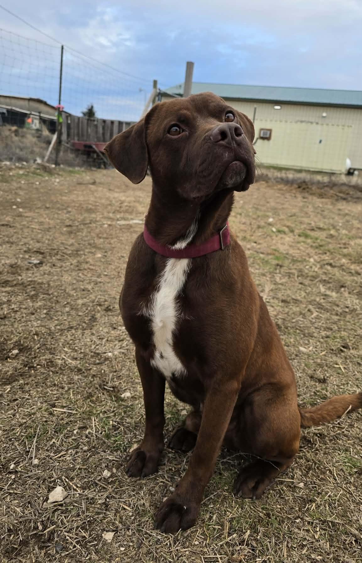 Enlarge Kefir, a Adoptable mixed breed in Othello, WA image 3/6