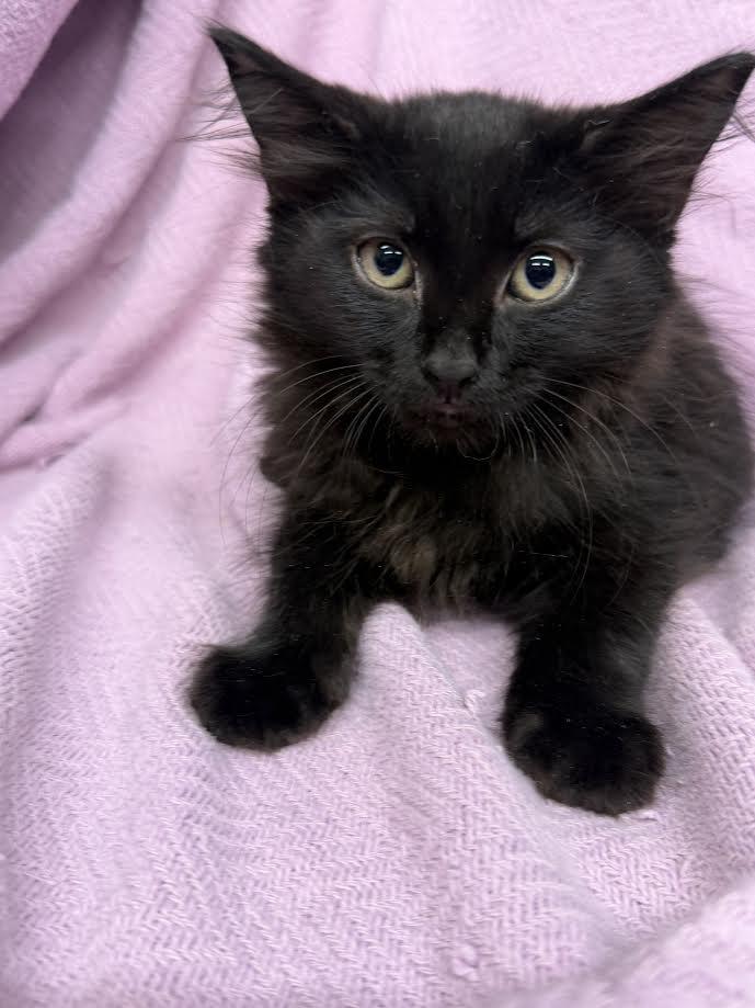 Snookie, ADOPTABLE, Young Female Domestic Short Hair.