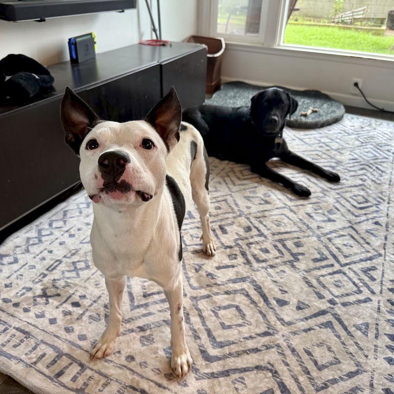 Gambino, a Adoptable mixed breed in San Juan Capistrano, CA image 1/3