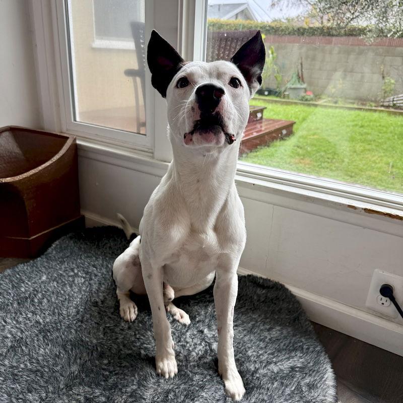 Gambino, a Adoptable mixed breed in San Juan Capistrano, CA image 2/3