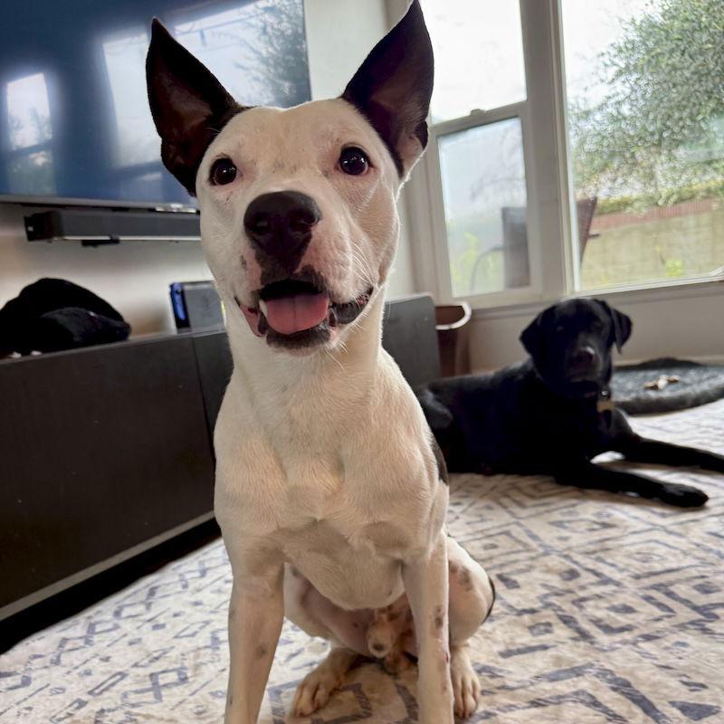 Gambino, a Adoptable mixed breed in San Juan Capistrano, CA image 3/3